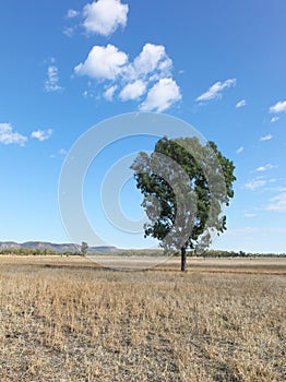 Central Queensland Landscape - Australia