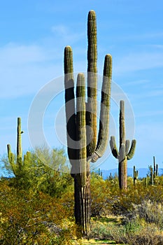 Central Sonora Desert Arizona