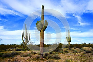 Central Sonora Desert Arizona photo