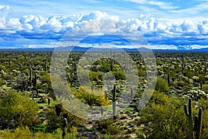 Central Sonora Desert Arizona photo