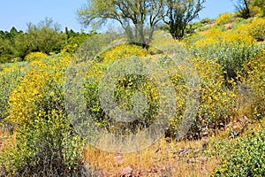 Central Sonora Desert Arizona Wildflowers, Brittlebush and Texas Bluebonnets photo