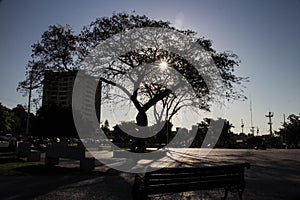 central tree of an important square in the city of the sun `Quilpue`