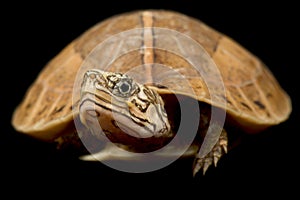 Central Vietnamese flowerback box turtle Cuora bourreti