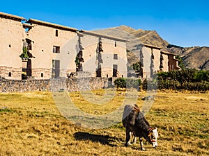 Central wall of the Temple of Wiracocha with grazing cow in foreground, Raqchi archaeological site, Cusco region, Peru