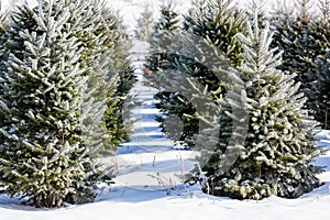 Central Wisconsin Christmas trees ready for harvest