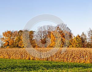 Central Wisconsin corn and hayfield next to colorful fall trees in October