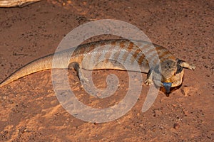 Centralian Blue-tongue Lizard