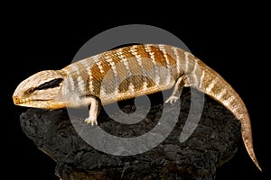 Centralian blue-tongued skink (Tiliqua multifasciata)