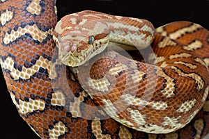 Centralian Carpet Python photo