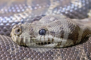 Centralian Carpet Python photo