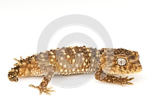 Centralian Rough Knob-tailed Gecko