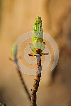Singular Bud (Acer pseudoplatanus) photo