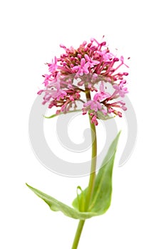 Centranthus ruber