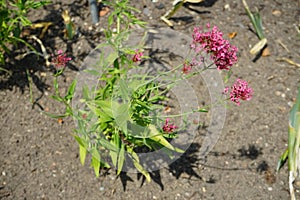 Centranthus ruber blooms with pink-red flowers in July. Potsdam, Germany