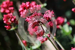 Centranthus ruber Coccineus Red Valerian flowers