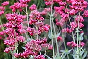 Centranthus ruber Coccineus- Red Valerian flowers