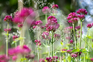 Centranthus ruber flowering plant, bright red pink flowers in bloom, green stem and leaves, ornamental flower