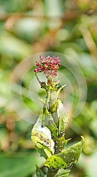 Centranthus ruber in a garden of Barcelona