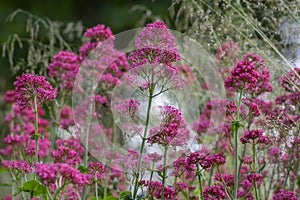 Centranthus ruber red spur valerian flowering plant, bright red pink flowers in bloom, green stem and leaves, ornamental flower