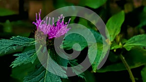 Centratherum punctatum