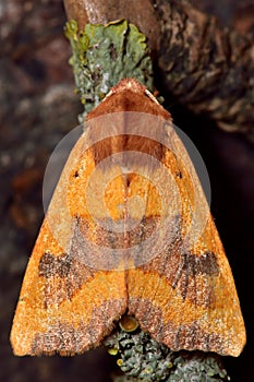 Centre-barred sallow moth (Atethmia centrago) from above