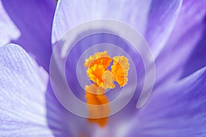 Centre of a lilac crocus flower with bright orange stamens, UK