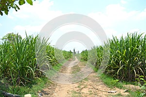A centre path in sugarcane field