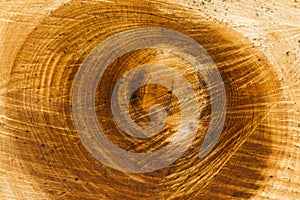 Centre Tree Wood Texture Spirality Out Of Control photo