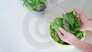 Centrifuge salad dryer with basil leaves