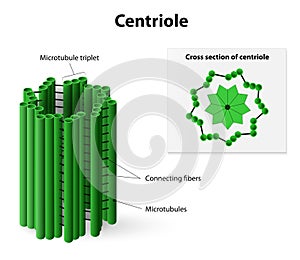 Centriole