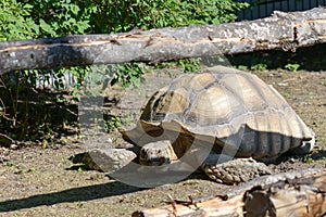 Centrochelys Sulcata African Spurred Tortoise