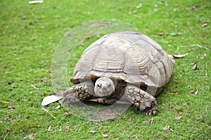 Centrochelys sulcata turtle in grass