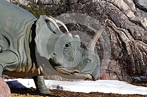 CENTROSAURUS, HERBIVOROUS CERATOPSIAN DINOSAUR FROM THE LATE CRETACEOUS