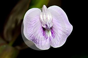 Centrosema pubescens - common name centro or butterfly pea