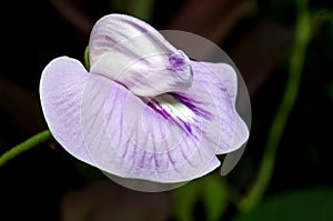 Centrosema pubescens - common name centro or butterfly pea