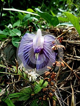 Centrosema virginianum flowers are purple and white