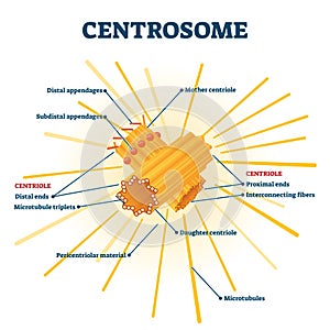 Centrosome organelle medical vector illustration diagram photo