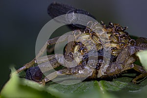 Centruroides limbatus bark scorpion photo