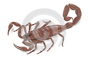 Centruroides vittatus