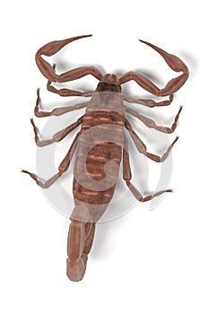 Centruroides vittatus