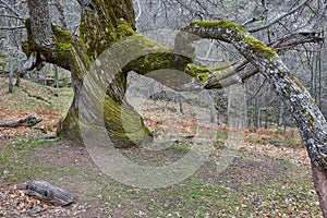 Centuries old chestnut tree on Ambroz valley. Amazing nature