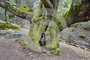 Centuries old chestnut tree. Ambroz valley. Amazing nature. Spain photo
