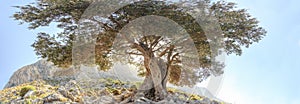 Centuries old evergreen olive tree panoramic view photo