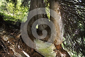 centuries-old fir tree roots