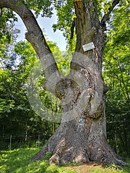 Centuries old oak in Prahova County , Romania photo