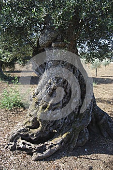 Centuries-old olive tree photo