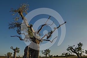 Centuries old olive tree