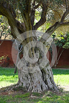 Centuries-old olive tree on a green lawn.