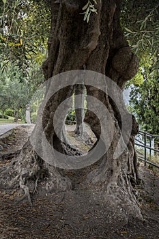 centuries-old olive tree with a hole