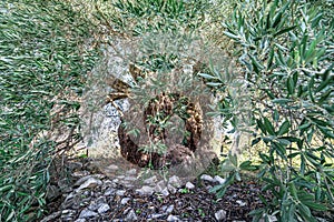 Centuries old olive tree in Laneia, Cyprus